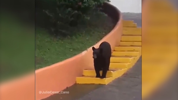 ¡Quería estudiar! Un oso se pasea por los pasillos de una universidad en México (Video)