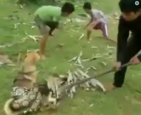 ¡No lo intenten en casa! Estos tres niños lucharon contra una boa para salvar a su perro (video)