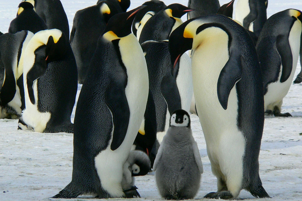 Una pareja de pingüinos machos se comportan como padres tras incubar un huevo