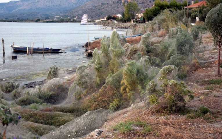 Una telaraña gigante cubre 10.000 metros cuadrados en una playa de Grecia