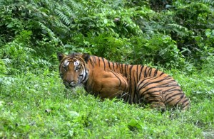 Una tigresa asesina es abatida en India, tras una enorme batida