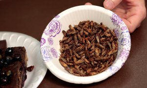Insectos comestibles llegan por primera vez a los supermercados británicos