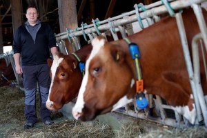 ¡DE ESPANTO! Una vaca con “rostro humano” causó pánico a agricultores en Argentina (Fotos y video)