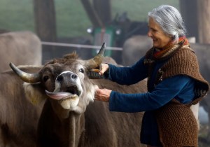 Los suizos rechazan en referendo apoyar las vacas con cuernos