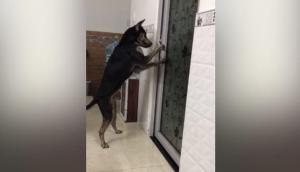 Este perro se convierte en la sensación de las redes por su forma de abrir una puerta (Video)