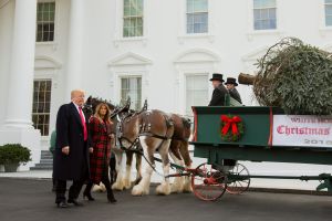 Donald y Melania Trump recibieron el árbol de la Navidad en la Casa Blanca (Fotos)