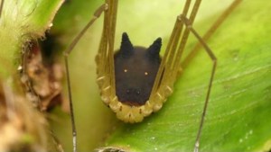 Hallan una extraña “araña” con cabeza de perro en la selva tropical Ecuador (Fotos)