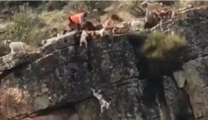 El perturbador momento en que una decena de perros de caza caen por un barranco al atrapar a un venado