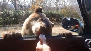 Lo más tierno que verás hoy… Sobornan a este oso con galletas desde un carro para que les permita pasar (Video)