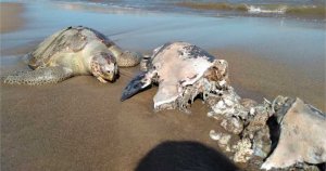 Hallan a delfín y tortuga muertos en playa de Lechería (fotos)