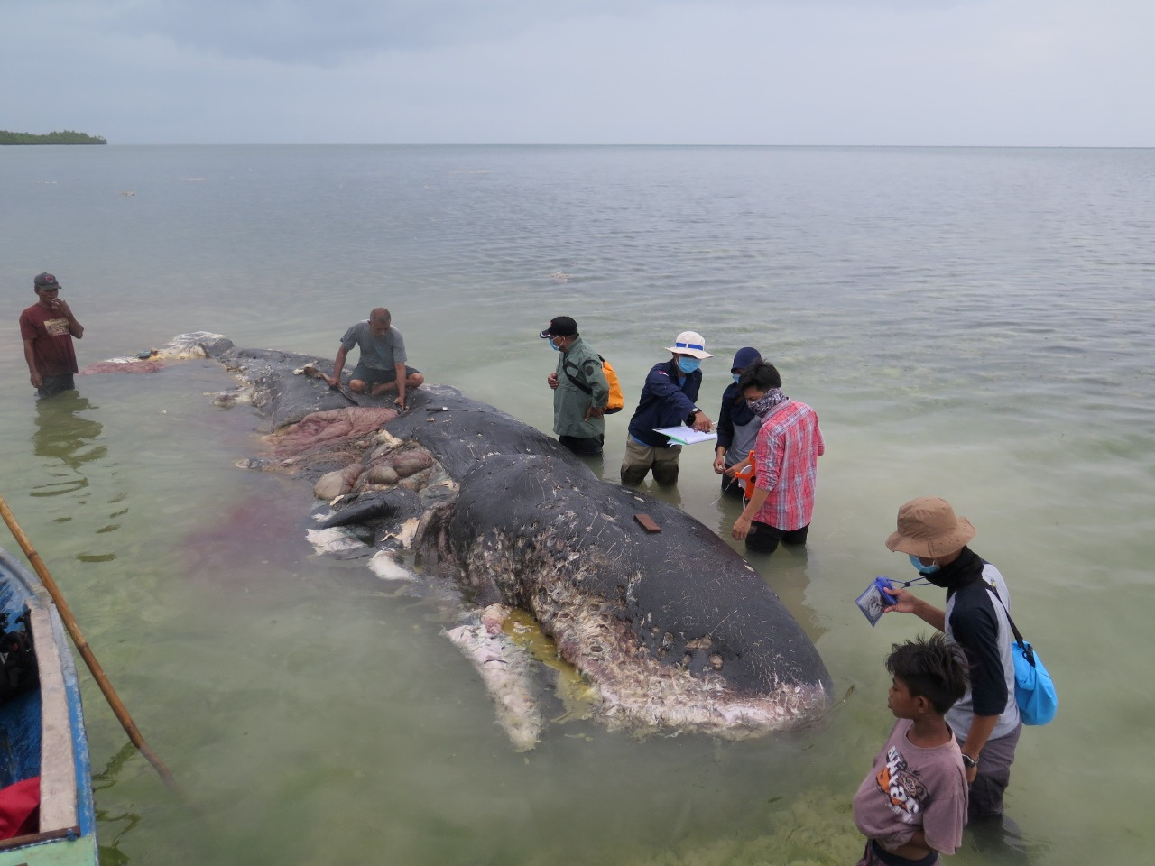 Hallan muerto a cachalote en Indonesia con botellas y vasos plásticos en el estómago (fotos)