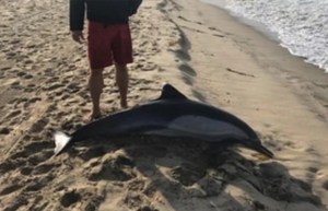 Mataron de un balazo a un delfín en California: Ofrecen cinco mil dólares a quien ayude a dar con el agresor