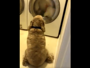 ¡Pobrecito! Perrito da apoyo emocional a su amigo atrapado en una lavadora (Video)