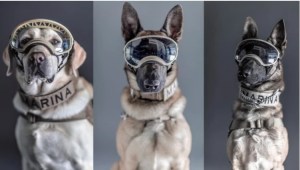Las imágenes de los perros héroes del terremoto en México que conmovieron las redes