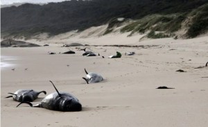 Hallaron 28 ballenas muertas en una playa del sureste de Australia