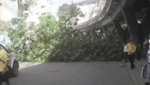 Restringido el paso hacia la UD3 de Caricuao por árbol caído #19Nov
