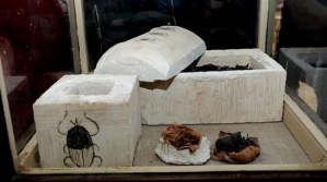 EN IMÁGENES: Encuentran los primeros escarabajos momificados en el antiguo Egipto