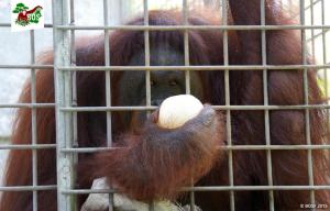 Orangután forzada a trabajar como ESCLAVA SEXUAL “gritaba y defecaba” cuando la madame del burdel la visitaba