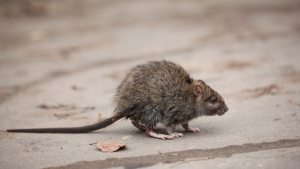 ¿Chefcito? Rata gigante cayó sobre la comida de comensal en un restaurante (VIDEO)