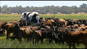 Knickers, la vaca gigante que se libró del matadero