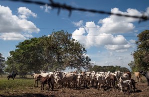 Sector ganadero está en paro por fallas eléctricas, asegura Fedenaga