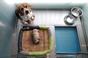 Primer servicio de clonación de mascotas en China duplica a un perro famoso (fotos)