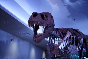 Sue, el tiranosaurio rex más famoso del mundo, tendrá un nuevo hogar en Chicago