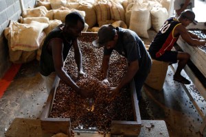 Productores de cacao en Venezuela enfrentan un nuevo temor: el gobierno bolivariano (Fotos)