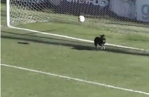 ¡GRANDE FIRULAIS! Perrito se viste de portero en el fútbol argentino y evita un gol (VIDEO)
