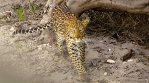 Un leopardo mata a un monje que meditaba en un bosque de la India