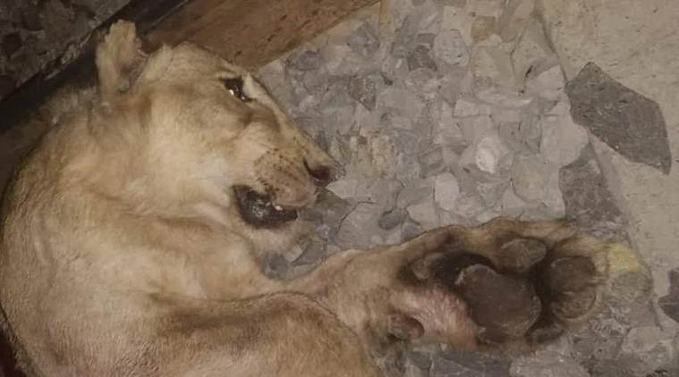 Tres leones mueren atropellados por un tren en India