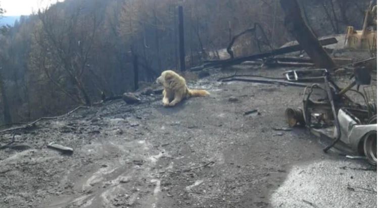Un perro que sobrevivió al incendio en California cuidó la casa de su dueña durante semanas (Fotos)