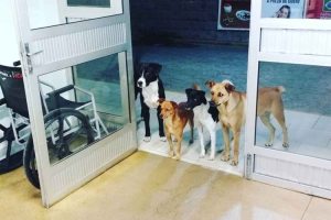 ¡Aaaww! Cuatro leales perritos esperaron a las puertas de un hospital mientras su dueño era atendido
