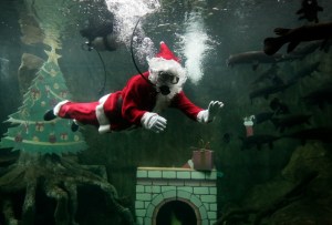 ¿WTF? Santa Claus se sumerge en el acuario del zoológico de Guadalajara para celebrar la Navidad