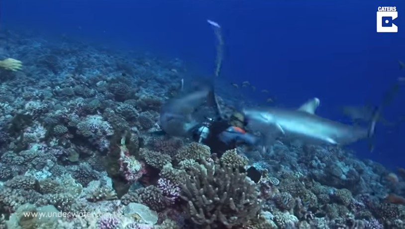 “No pude evitar gritar”: Un tiburón le arranca con sus fauces la máscara a un buceador (Video)