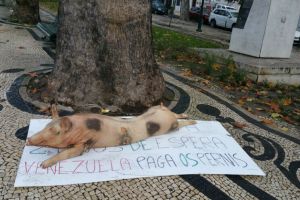 Páganos el pernil: Con un lechón muerto le dejan recado a Maduro en Portugal (Foto)