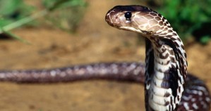 La terrible sorpresa que se llevó hombre al encontrar una serpiente en su inodoro