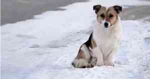 El perro que esperó a su dueño bajo la nieve durante seis meses