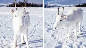 El mágico momento en el que un raro reno blanco posó para un fotógrafo en Noruega (fotos)