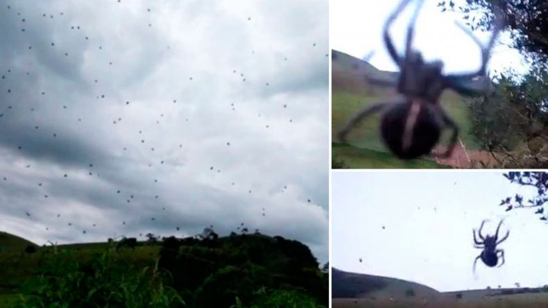 EN VIDEO: En Brasil cayó una lluvia de arañas… literal (No apto para aracnofóbicos)