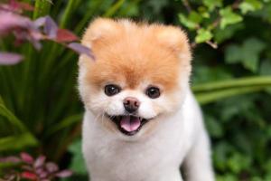 Murió Boo, el perro más lindo del mundo (fotos)