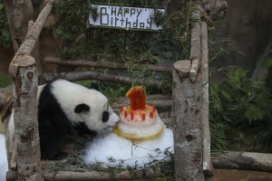 Zoológico de Malasia celebra el primer cumpleaños de osa panda
