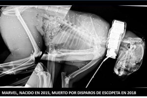 Maldad del Sapiens: Matan a lince ibérico, casi extinto, con disparo de escopeta a quemarropa (Fotos)