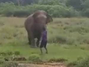 EN VIDEO: Pisoteado hasta la muerte por un elefante al que trataba de hipnotizar