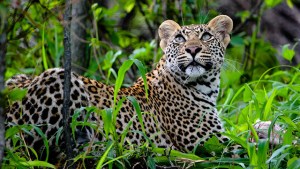 Después de una semana fugado, un leopardo regresó a parque indio