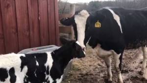 Una vaca escapa de camino al matadero y da a luz dos días después