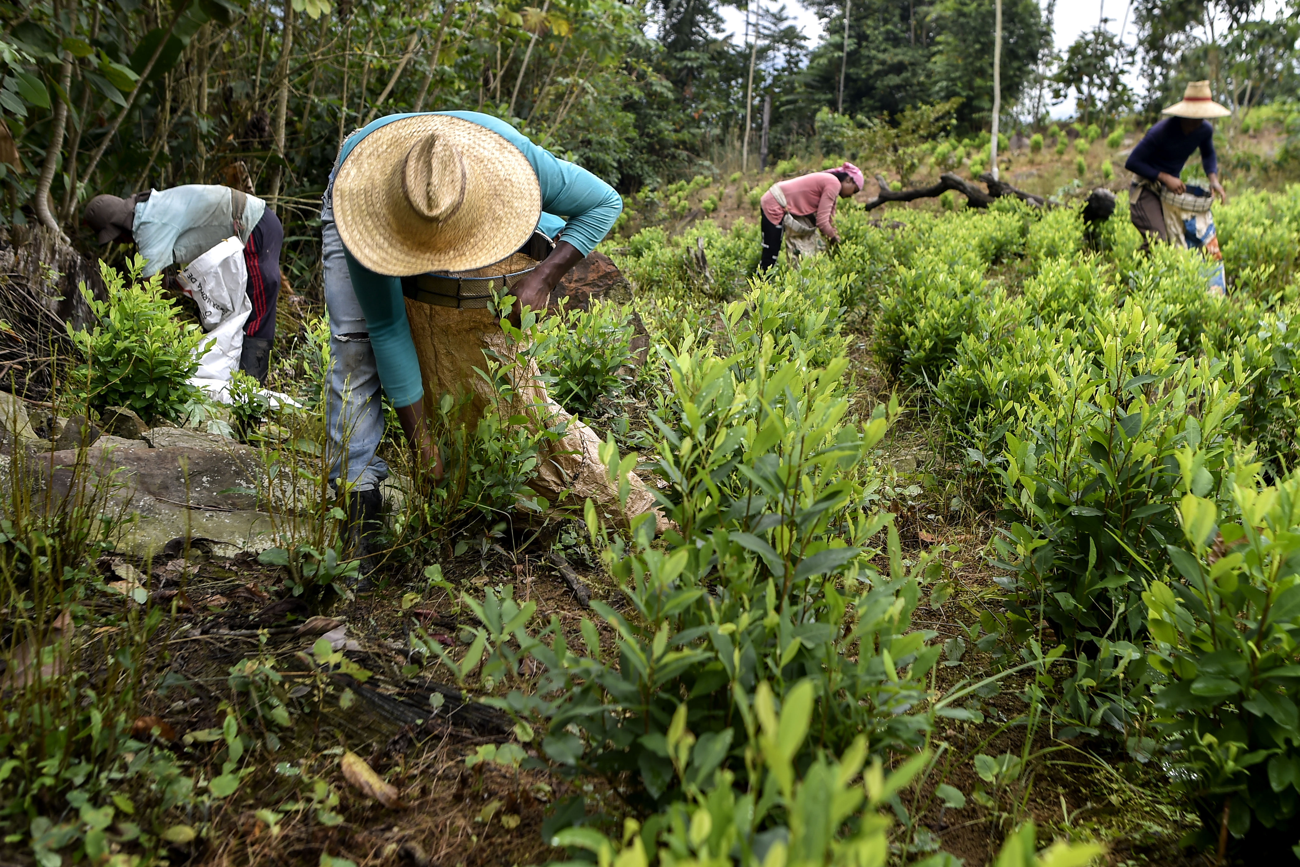 Petro planteó que el Estado colombiano compre hoja de coca para producir fertilizantes