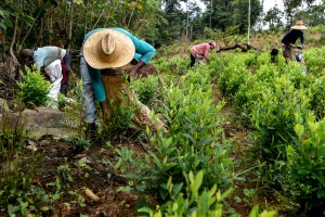 Petro planteó que el Estado colombiano compre hoja de coca para producir fertilizantes