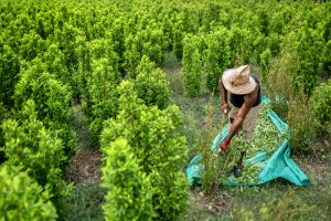 Fedeagro: Nuestros productores están quebrando por el contrabando de hortalizas