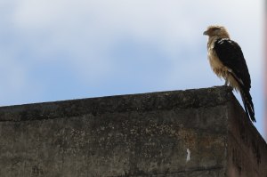 Si el gavilán se comiera…hasta un gavilán esperó a Guaidó en la UCV (FOTOS)